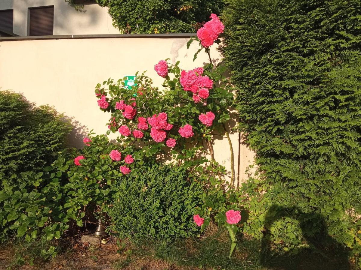Iwona Hostel - Budget Rooms With Private Bathrooms Sopot Exterior photo